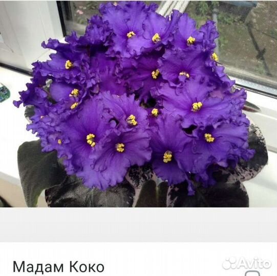 Сортовые фиалки