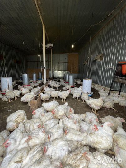 Продам готовый бизнес и усадьбу