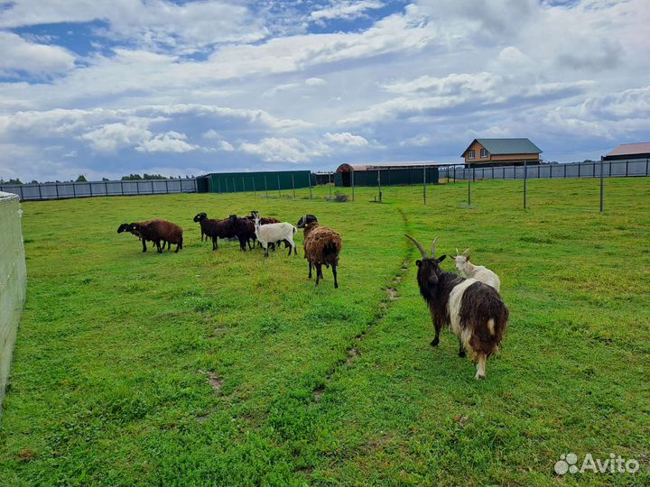 Овцы бараны