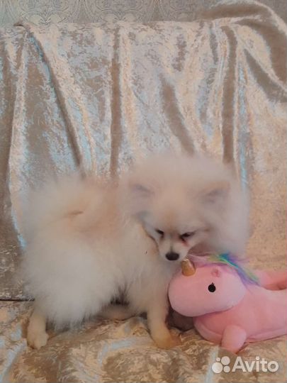 Щенки шпица