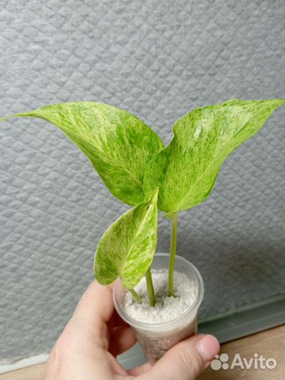 Эпипремнум Сциндапсус I