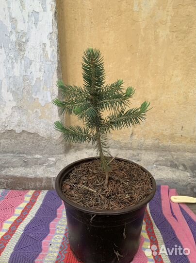 Голубая ель