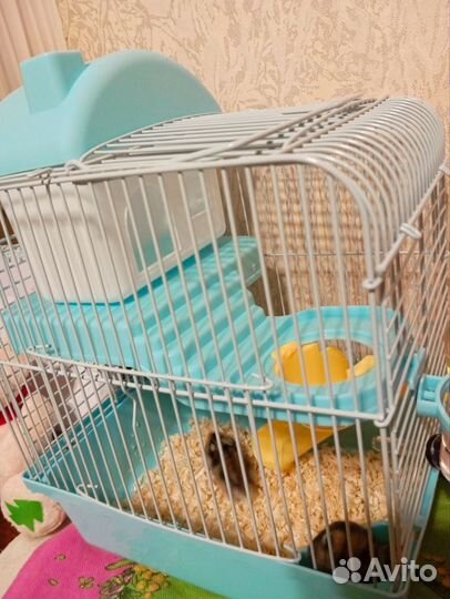 Джунгарский хомяк с клеткой