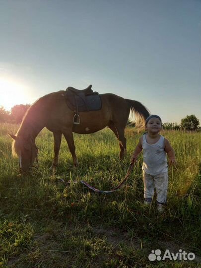 Катание на лошадях и пони. Прокат