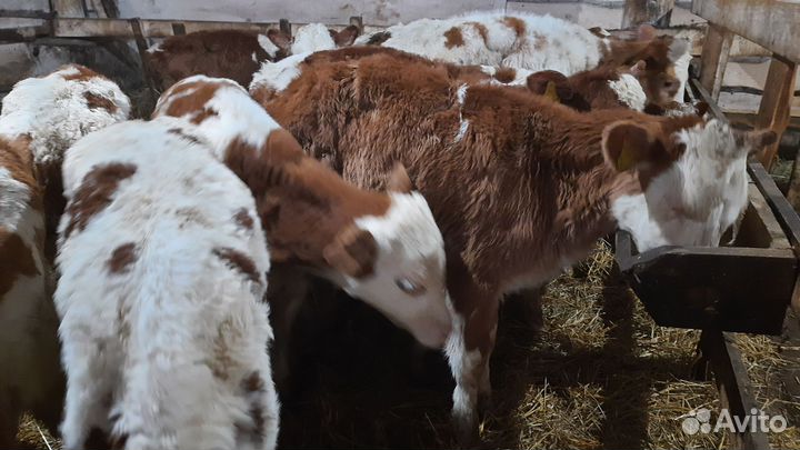 Бычки сементалы от 1 месяцев