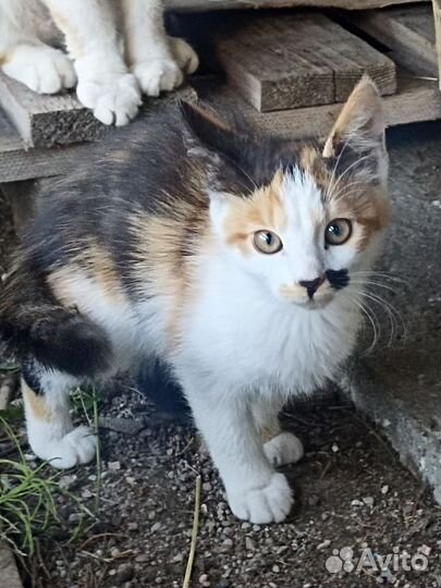 Подарите котятам дом