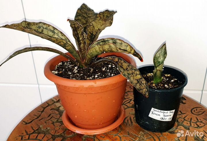 Сансевиерии сортовые