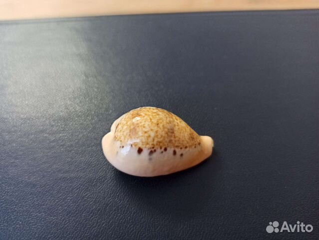 Морская раковина