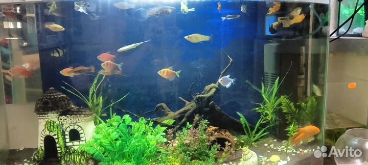 Аквариум