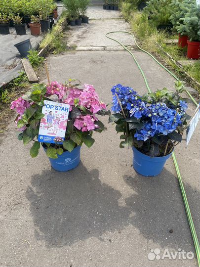 Гортензия вечное лето