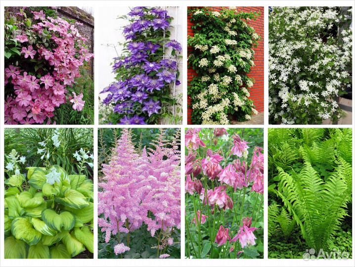 Гортензии, Клематисы, Цветы многолетние Цены от