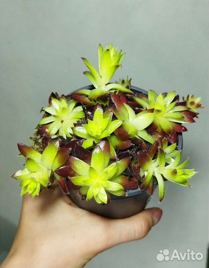 Суккуленты,садик суккулентов,роули,семпервивум