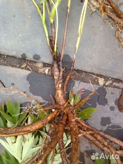 Пионы ито и травянистые