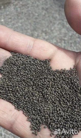 Семена люцерны бажена (элита) Манычская,Багира