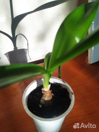 Индийский лук лечебное растение