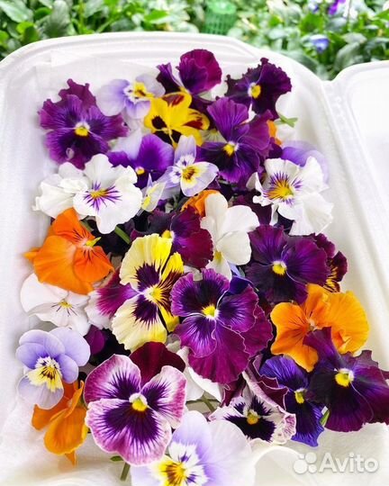 Виола и Бегония пищевая с фермы