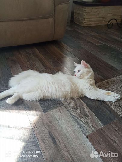 Молодая кошечка, без слуха