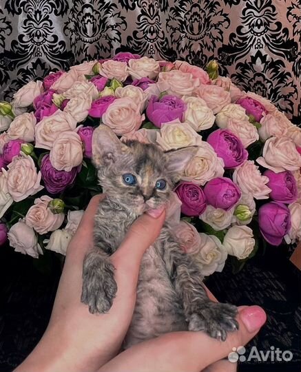 Котята девон-рекс