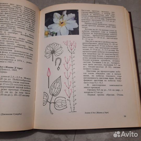 Клематисы. Риекстиня, Риекстиньш. 1990 г