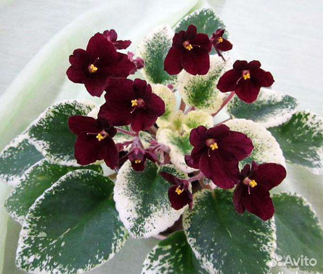 Фиалка Scarlett O'Hara