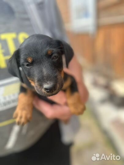 Щенки ягдтерьера