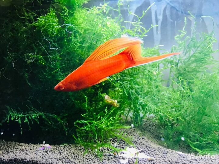 Флаговый меченосец