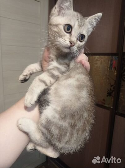 Отдам кошечку- серенькую