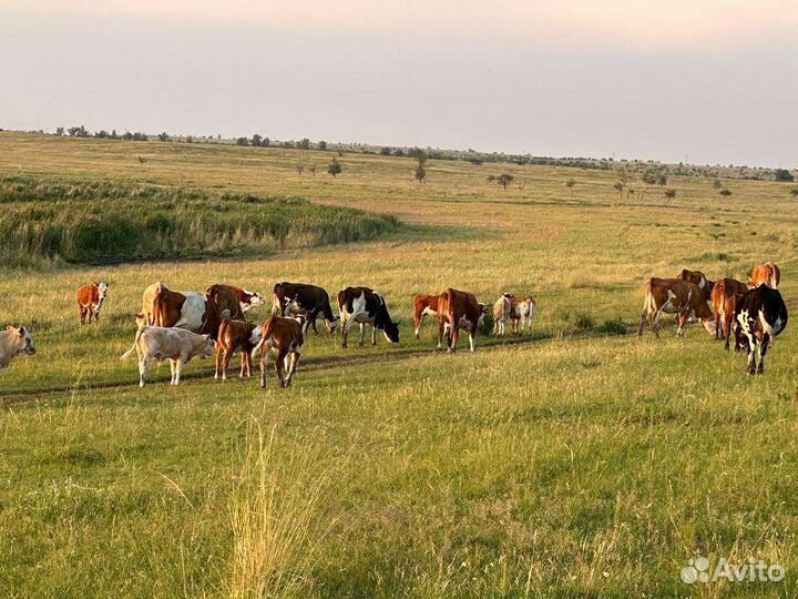 Коровы с телятами