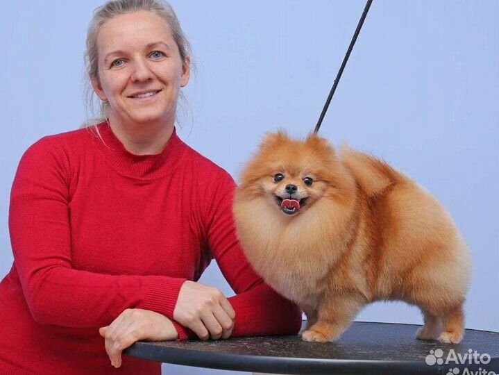 Стрижка собак на дому. Уход за животными