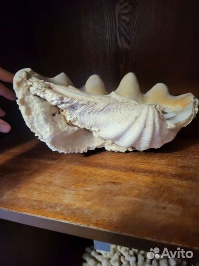 Ракушка огромная морская
