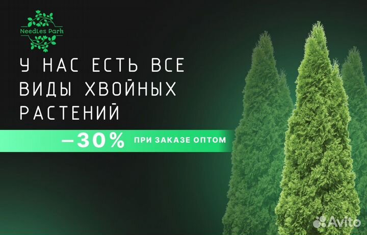 Туи Смарагд,Колумна