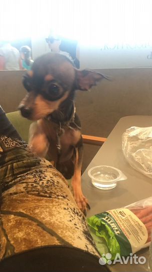 Той-терьер мини