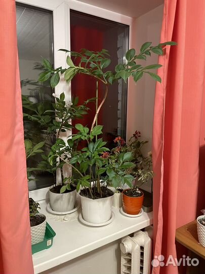 Аморфофаллус / комнатное растение/ отростки