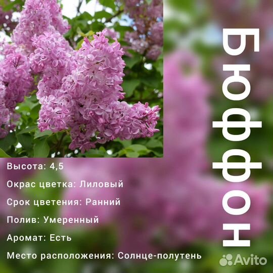 Саженцы сирени