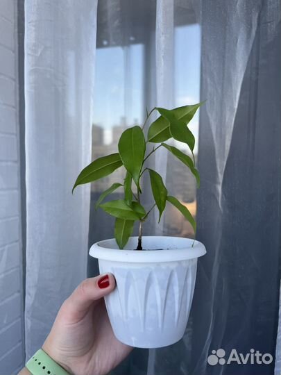 Фикус бенджамина