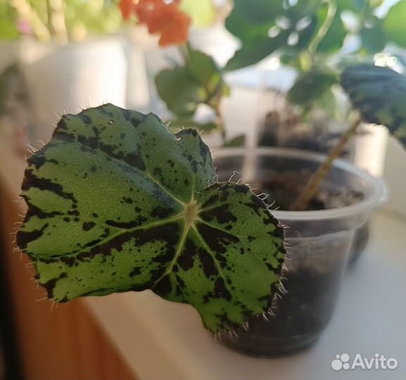 Комнатные цветы