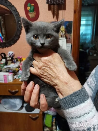 Котенок 2 месяца девочка