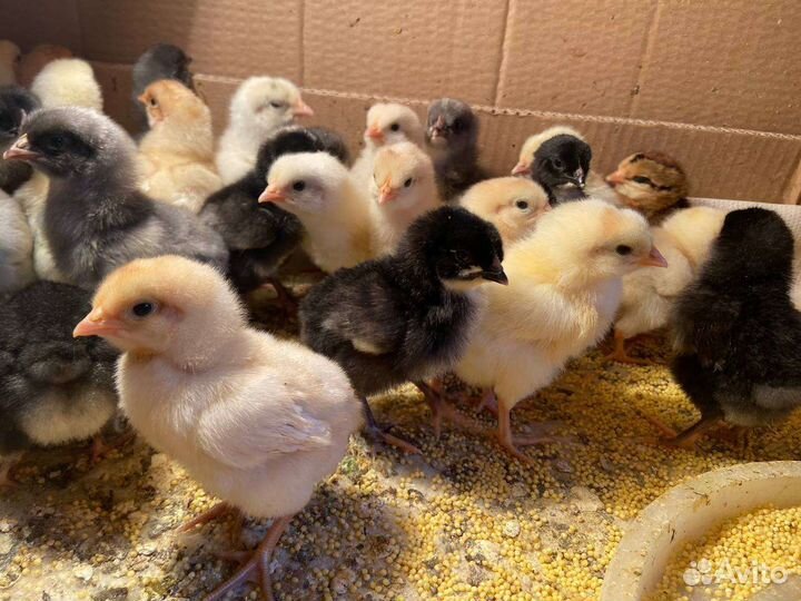 Цыпленок, петушки, инкубационные яйца