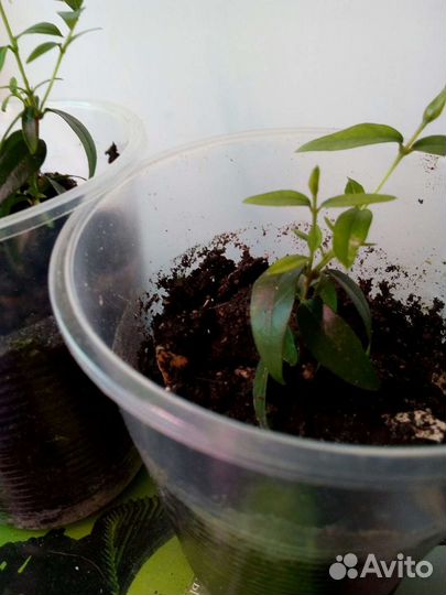 Мирт черенки