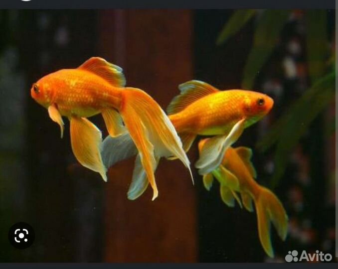Золотые рыбки