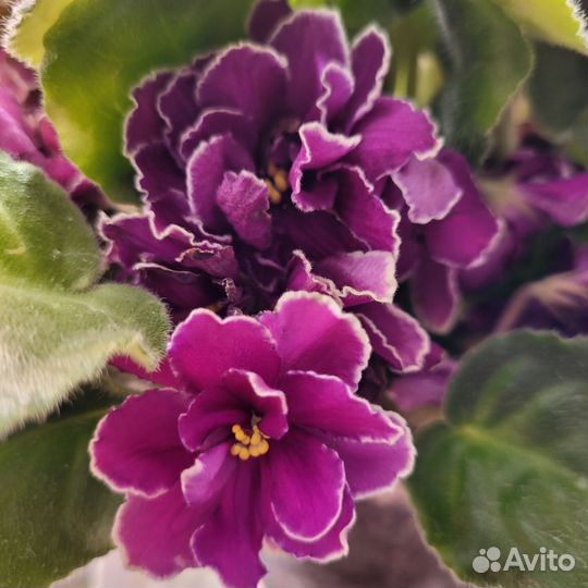 Сортовые фиалки