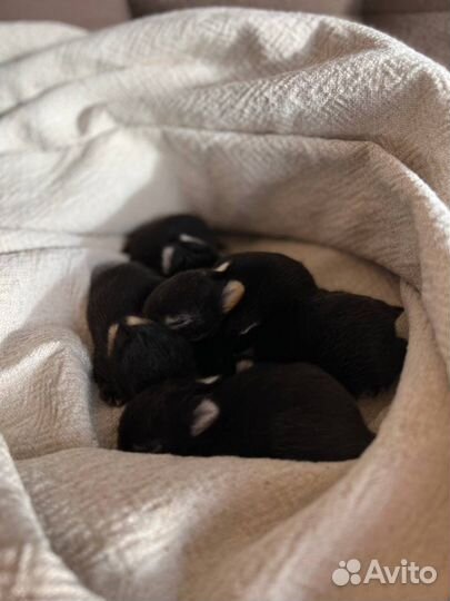 Карликовые и декоративные кролики из питомника