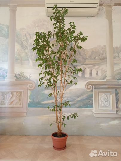 Растения для дома и офиса