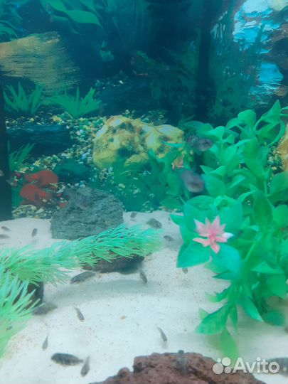 Аквариумные рыбки