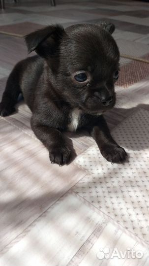 Щенки чихуахуа мини