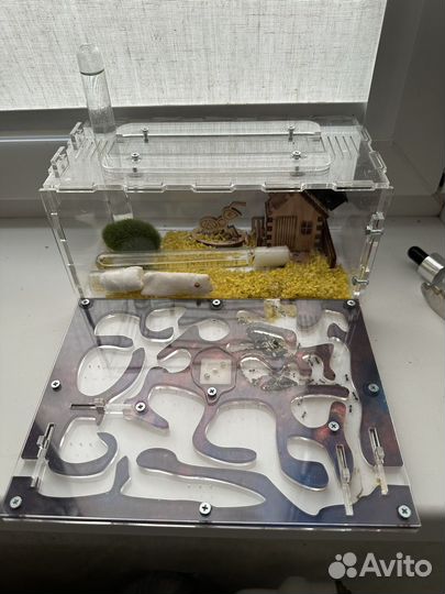 Муравьиная ферма