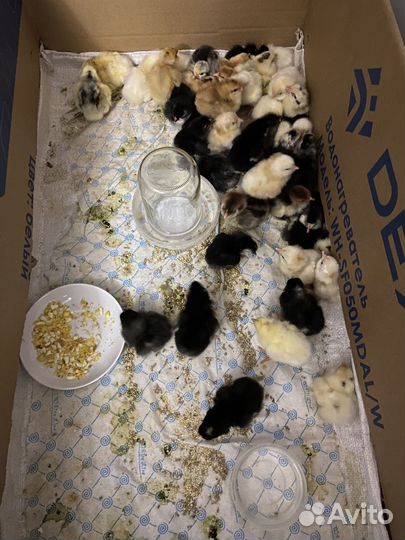 Цыплята суточные