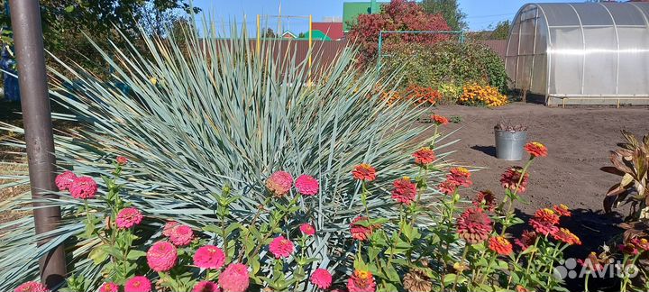 Декоративное растение для украшения сада