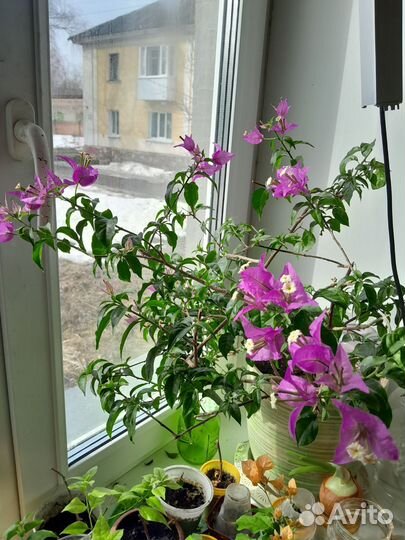 Бугенвиллея