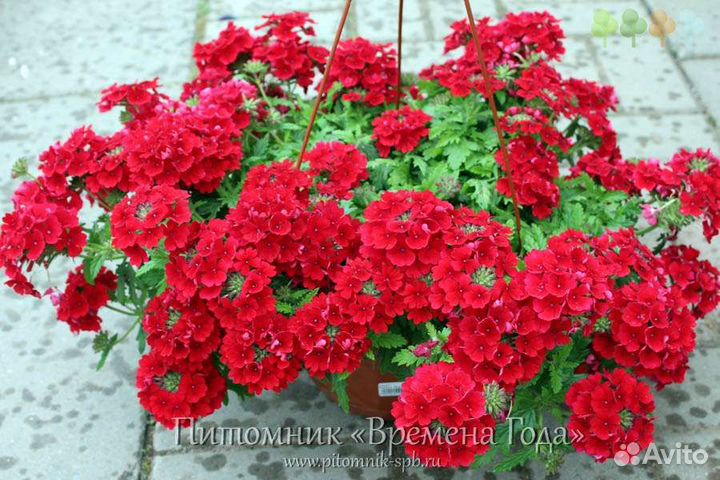 Растения для сада